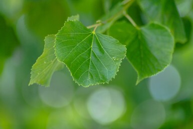 Tiliaeuropaea 'Pallida' Tilia x europaea 'Pallida'