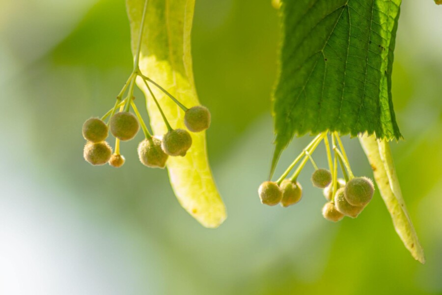 Tiliaeuropaea 'Pallida' Tilia x europaea 'Pallida'