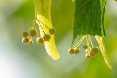 Tiliaeuropaea 'Pallida' Tilia x europaea 'Pallida'