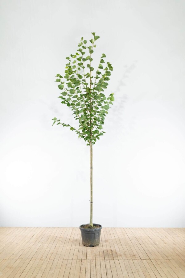 Tilia Pallida HO 8/10 P/K Tilia x europaea 'Pallida' Hochstamm 8/10