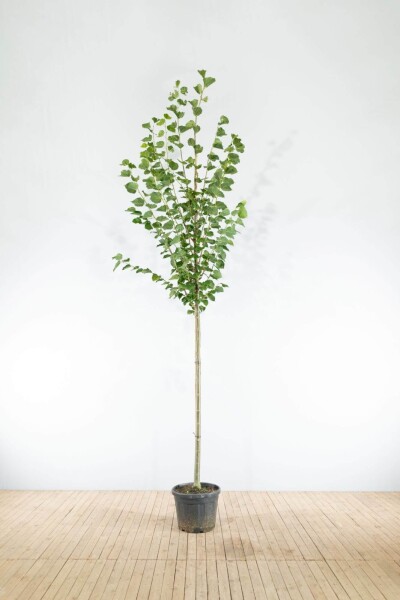 Tilia x europaea 'Pallida' Hochstamm Tilia x europaea 'Pallida' Hochstamm