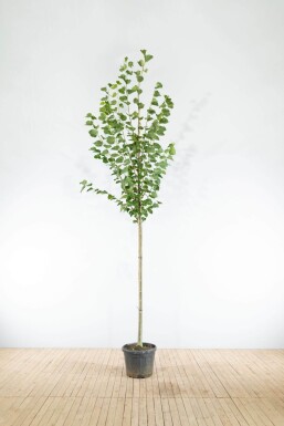 Tilia Pallida HO 8/10 P/K Tilia x europaea 'Pallida' Hochstamm 8/10