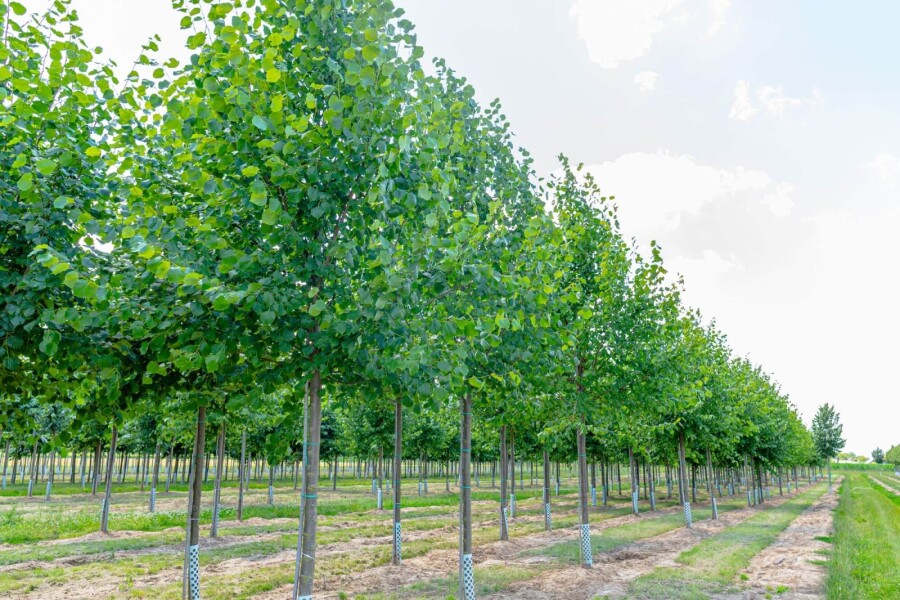 Tilia Pallida HO 8/10 P/K Tilia x europaea 'Pallida' Hochstamm 8/10
