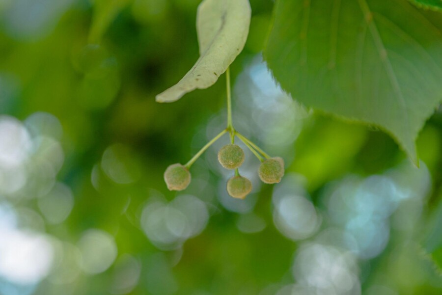 Tilia Pallida HO 8/10 P/K Tilia x europaea 'Pallida' Hochstamm 8/10