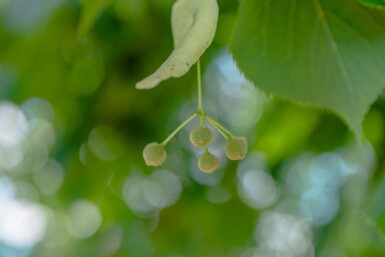 Tilia Pallida HO 8/10 P/K Tilia x europaea 'Pallida' Hochstamm 8/10