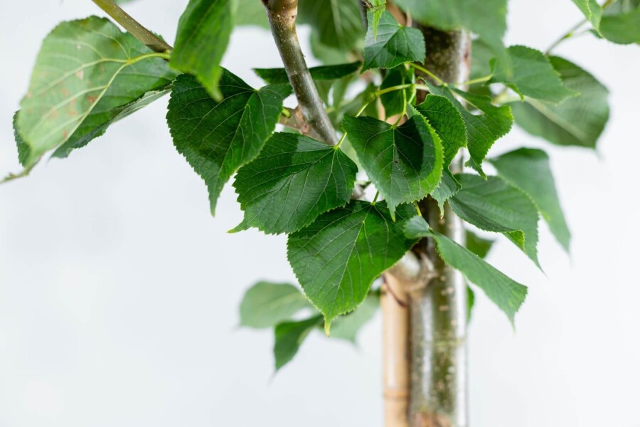 Tilia Pallida HO 8/10 P/K Tilia x europaea 'Pallida' Hochstamm 8/10