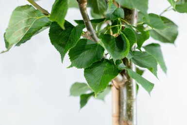 Tilia Pallida HO 8/10 P/K Tilia x europaea 'Pallida' Hochstamm 8/10