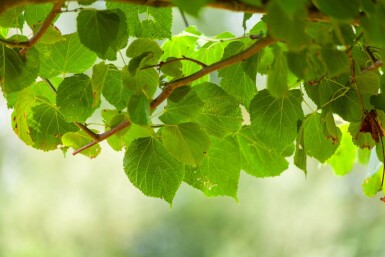 Tilia x europaea 'Pallida' spalierbaum 14/16 150cm Stamm 150b x 120h