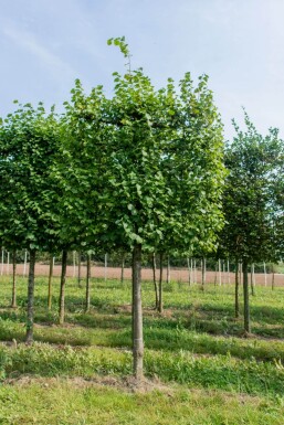 Tilia x europaea 'Pallida' spalierbaum 14/16 150cm Stamm 150b x 120h