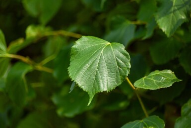 Tilia x europaea 'Pallida' spalierbaum 14/16 150cm Stamm 150b x 120h