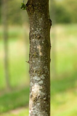 Tilia x europaea 'Pallida' spalierbaum 14/16 150cm Stamm 150b x 120h