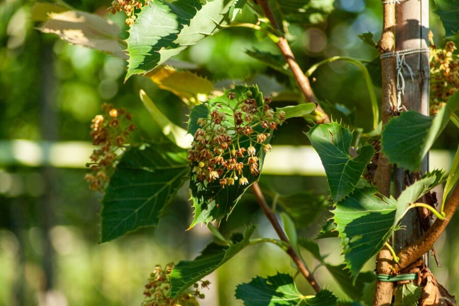 Tilia henryana Tilia henryana