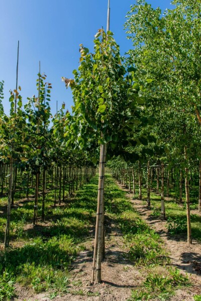 Tilia henryana