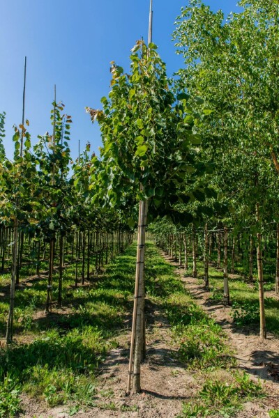 Tilia henryana Tilia henryana