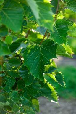 Tilia henryana