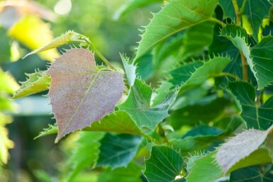 Tilia henryana hoogstam 12/14