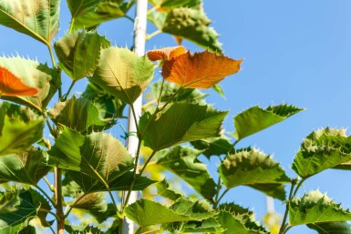 Tilia henryana hoogstam 12/14