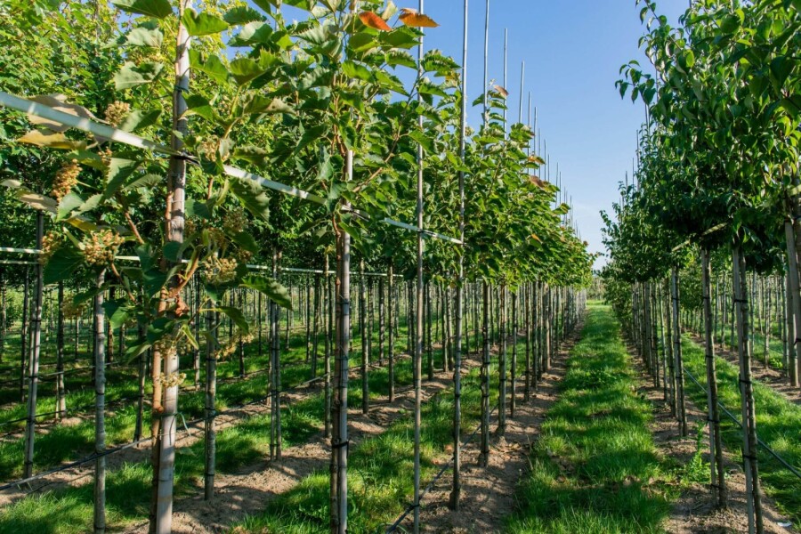 Tilia henryana HO 6/8 P/K Tilia henryana Hochstamm 6/8