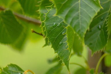 Tilia henryana hoogstam 12/14