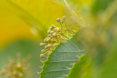 Tilia henryana hoogstam 12/14