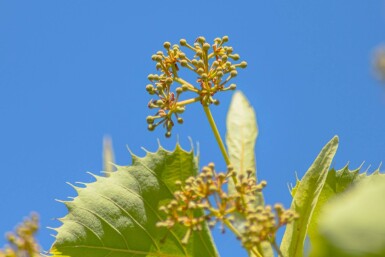 Tilia henryana hoogstam 12/14