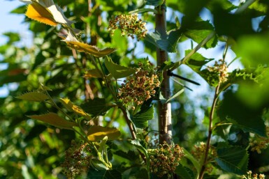 Tilia henryana hoogstam 12/14