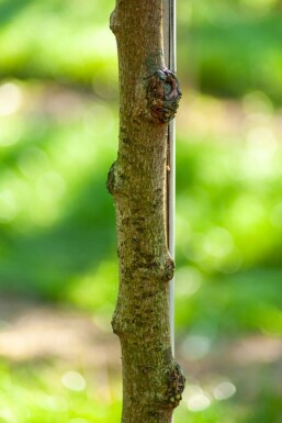 Tilia henryana hoogstam 12/14