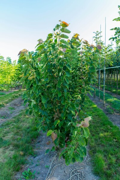 Tilia henryana Mehrstämmig Tilia henryana Mehrstämmig