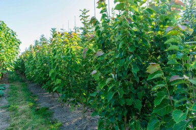 Tilia henryana mehrstämmig 200-250