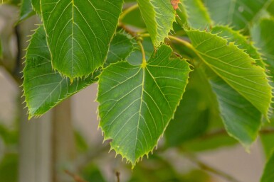 Tilia henryana mehrstämmig 200-250