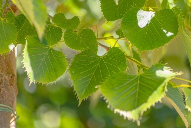 Tilia henryana mehrstämmig 200-250