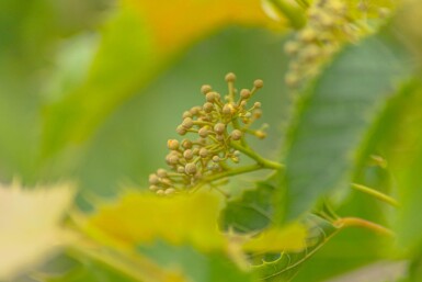 Tilia henryana mehrstämmig 200-250