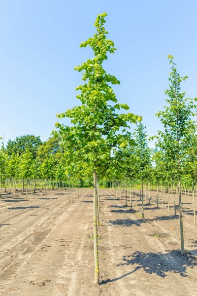Tilia platyphyllos Hochstamm Tilia platyphyllos Hochstamm
