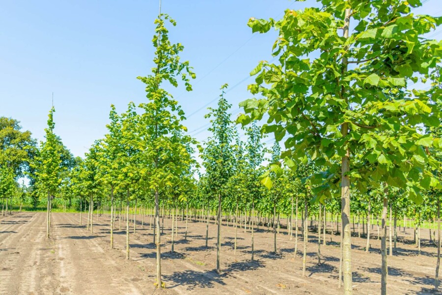 Tilia platyphyllos HO 10/12 P/K Tilia platyphyllos Hochstamm 10/12