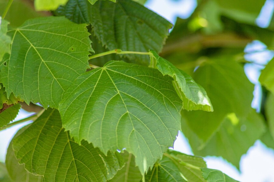 Tilia platyphyllos HO 10/12 P/K Tilia platyphyllos Hochstamm 10/12