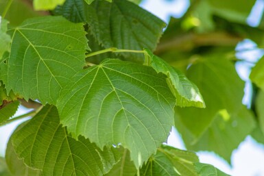 Tilia platyphyllos hochstamm 10/12