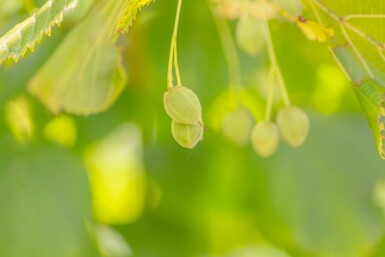 Tilia platyphyllos hochstamm 10/12