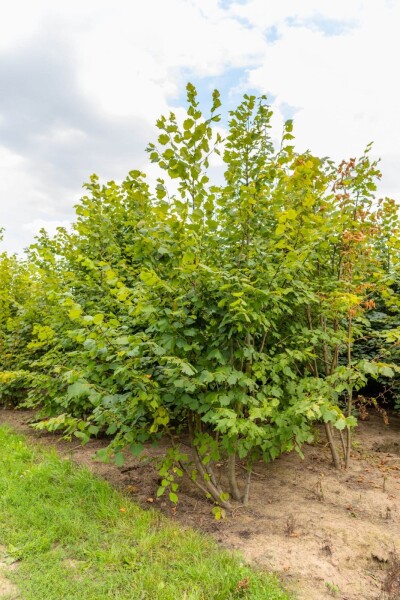 Tilia platyphyllos Mehrstämmig Tilia platyphyllos Mehrstämmig