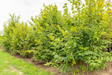 Tilia platyphyllos ME 250-300 P/K Tilia platyphyllos Mehrstämmig 250-300