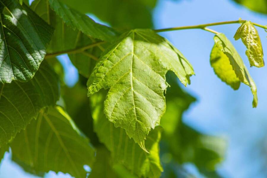 Tilia platyphyllos ME 250-300 P/K Tilia platyphyllos Mehrstämmig 250-300