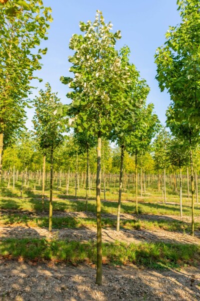 Tilia tomentosa Tilia tomentosa
