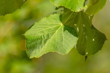 Tilia tomentosa