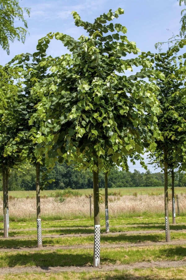 Tilia tomentosa HO 10/12 P/K Tilia tomentosa Hochstamm 10/12