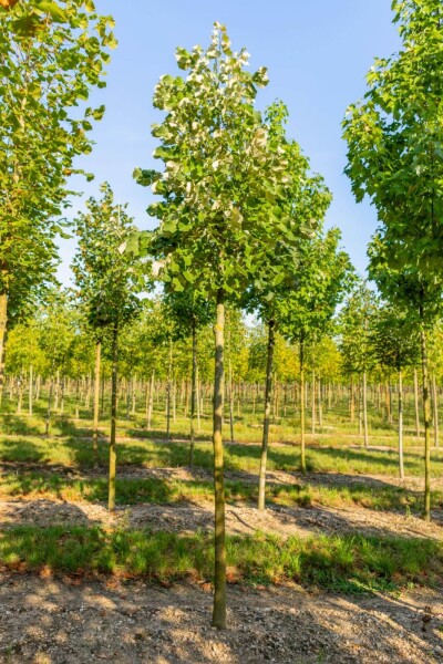 Tilia tomentosa hochstamm