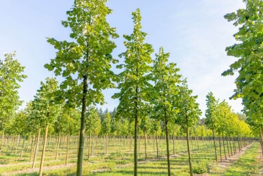 Tilia tomentosa hochstamm 10/12