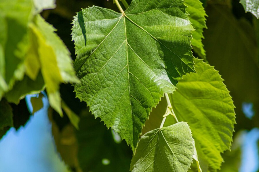 Tilia Brabant Tilia tomentosa 'Brabant'