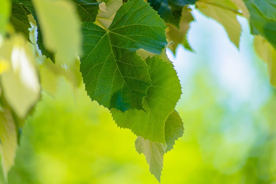 Tilia Brabant Tilia tomentosa 'Brabant'