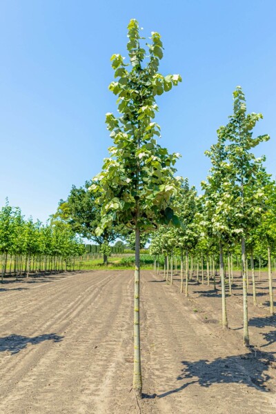 Tilia tomentosa 'Brabant' hochstamm