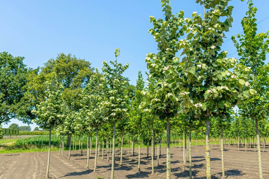Tilia Brabant HO 10/12 P/K Tilia tomentosa 'Brabant' Hochstamm 10/12