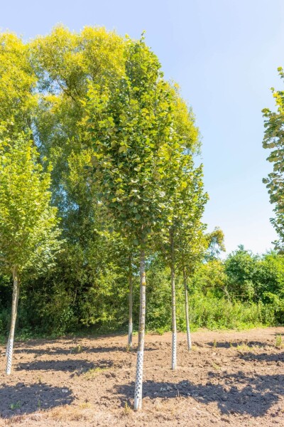 Tilia tomentosa 'Doornik' Tilia tomentosa 'Doornik'